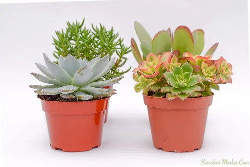 Miniatura 3 de Suculentas grandes y coloridas para exteriores – Surtido de 4 pulgadas – Plantas suculentas vivas para exteriores – Grandes suculentas vivas