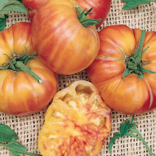 Miniatura 15 de Burpee 'Big Rainbow' Heirloom, Tomate Grande Beefsteak para Rebanar, 100 Semillas Sin OGM