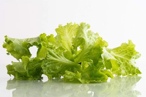 Semillas de hoja de lechuga Tango – Paquete de 25 semillas – Sin OMG – Una variedad de hojas sueltas que es picante en sabor. Country Creek LLC