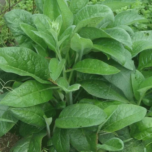 Miniatura 5 de Consuelda (Symphytum officinale) - Cultiva ahora o almacena para futuras plantaciones - Cápsula de 10 semillas