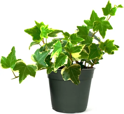 Miniatura 13 de American Plant Exchange Paquete de 2 macetas de hiedra inglesa, paquete de 2 macetas de 4 pulgadas, plantas de interior verdes y abigarradas