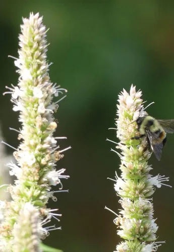 Miniatura 2 de Semillas de hisopo gigante púrpura para plantar (500 semillas) Impresionantes flores silvestres - Agastache scrophulariifolia