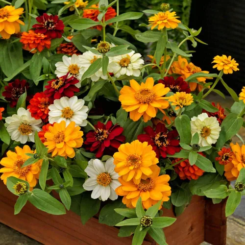 Miniatura 7 de Outsidepride - Zinnia, 25 semillas anuales, Hybrida Profusion Double, flores para plantar