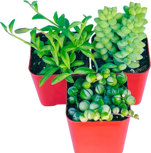 Miniatura 5 de Plantas Suculentas Vivas (Paquete de 3) Paquete Inicial de Plantas Colgantes de 2", Plantas Suculentas Vivas Completamente Enraizadas en Macetas