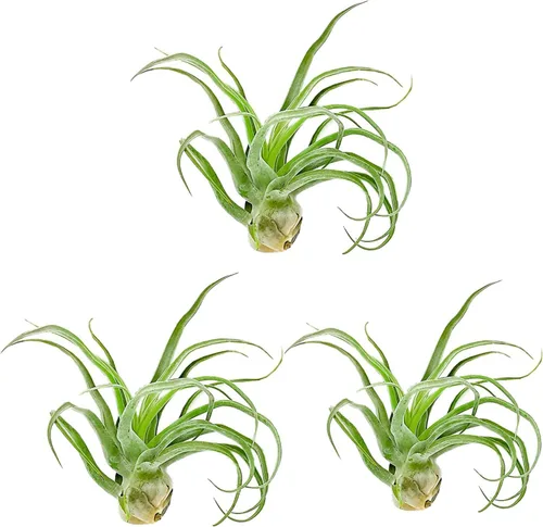 Miniatura 14 de ragnaroc Plantas de aire vivo – Tillandsia Curly Slim Jumbo – 1 unidad de 5 a 9 pulgadas – Ideal para regalos y regalos, plantas de interior vivas