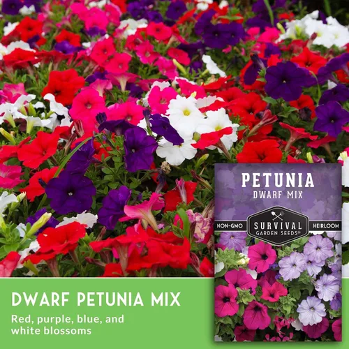 Miniatura 3 de Mezcla de semillas de petunia enana para plantar, planta y cultiva flores coloridas para atraer polinizadores al jardín de tu hogar, variedad