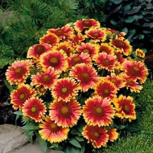 Miniatura 3 de Arizona Sun Gaillardia, 500 semillas hermosa flor brillante de corte grande
