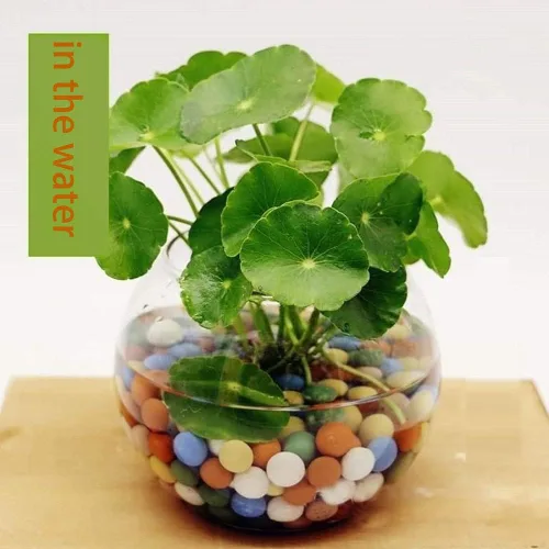 Miniatura 4 de Piedras de arcilla de 2 libras Jardinería Ceramsite Orquídea Rocas Drenaje Purificación de Agua Decoración Ceramsite Decoración Cultivo Piedra