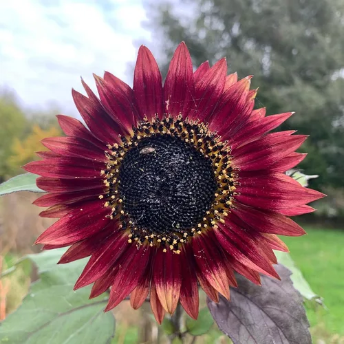 Miniatura 3 de Eden Brothers Semillas de girasol - Autumn Beauty