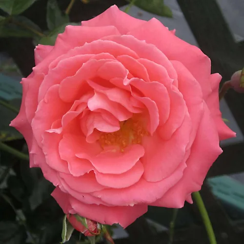 Rosas trepadoras de reliquia, planta de raíz propia viva para jardín al aire libre, America™, zonas de rusticidad muy fragantes 5-10, floración