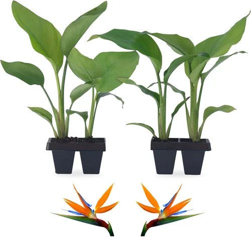 Miniatura 8 de Bird of Paradise Plants Live (paquete de 4), plantas Strelitzia con flores perennes de naranja (2) y blancas (2), plantas de interior/exterior
