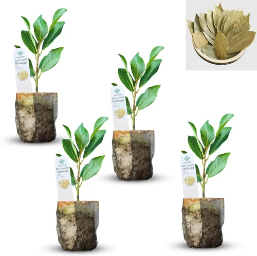 Miniatura 28 de Hoja de laurel mediterránea, planta viva de laurel de laurel. Variedad estándar - Laurus Nobilis. Planta viva. Fragante, fresca, comestible. Lo