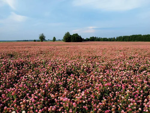 Miniatura 4 de Semillas de trébol rojo (25 libras) – Elige el tamaño. Semillas prémium de Willamette Valley, cultivadas en Oregon, sin rellenos, sin
