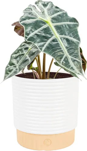 Costa Farms Alocasia Polly - Planta viva en maceta decorativa, planta de interior perfecta para decoración del hogar, habitación u oficina, gran