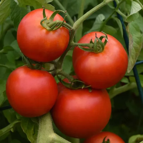 Miniatura 5 de Eden Brothers Semillas de tomate – Semillas de caqui sin OMG para plantar, paquete Semillas de vegetales de bajo mantenimiento, plantas durante