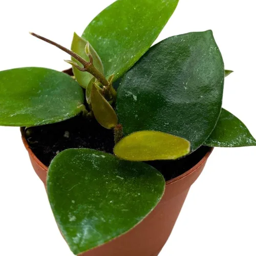 Miniatura 5 de BubbleBlooms Hoya Chouke 2 pulgadas