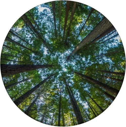 Miniatura 3 de Nature Giant Redwood Trees PopSockets - Agarre y soporte para teléfonos y tabletas, Negro