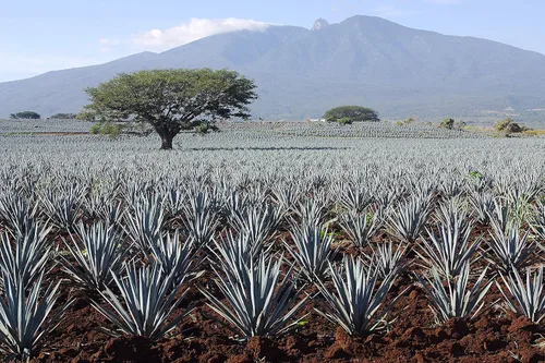 Miniatura 10 de MADHAVA Agave ligero orgánico Néctar de agave azul orgánico 100% puro Edulcorante natural, alternativa al azúcar Vegano Orgánico Sin OMG