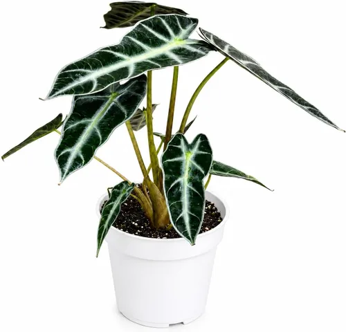 Miniatura 6 de Agloanema Garnet House Plant, Chinese Evergreen Live Plant for Indoor Spaces, Colorful Aglaonema Live Plant, Feng Shui Plants Live Houseplants for
