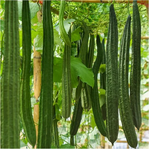 Más de 35 semillas de calabaza Luffa para plantar, semillas de vegetales tradicionales sin OMG para jardín y hogar, ideal para esponjas o vegetales