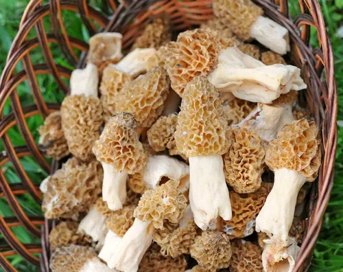 Miniatura 7 de Esporas de hongos Morel 1.41 oz en bolsa de aserrín - Morchella Esculenta, kit de cultivo de hongos True Morel, esporas de hongos morel frescos