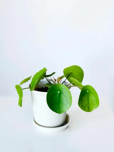 Miniatura 5 de Planta de dinero chino Pilea Peperomioides de 5 a 9 pulgadas Planta OVNI Planta de panqueques de hoja redonda para decoración moderna
