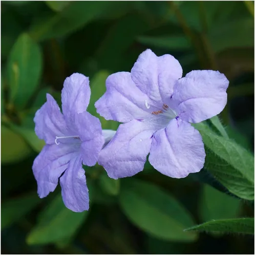 Everwilde Farms - Semillas de flores silvestres nativas de petunia silvestre de 1 onza - Gold Vault