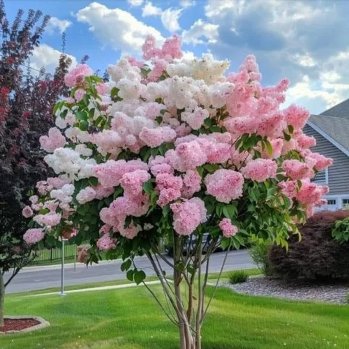 Miniatura 10 de Plantas de árbol de arbusto de hortensias vivas, 5-9 pulgadas de alto, sin maceta, inactivas en invierno, cambian de color, plantación perenne