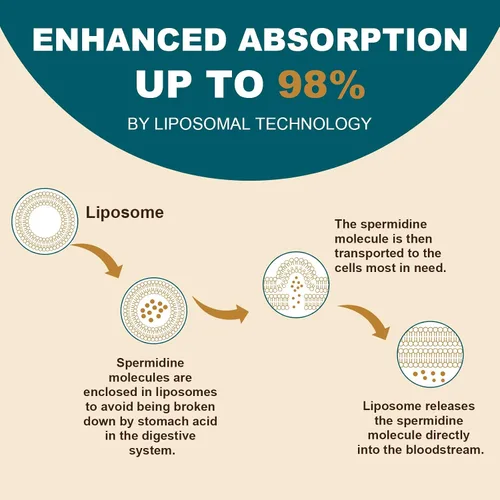 Miniatura 3 de Suplemento de espermidina de 15 mg – 99% de pureza, alta absorción, 1500 mg de extracto de germen de trigo fermentado con zinc y tiamina