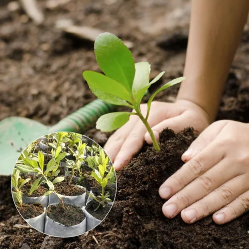 Miniatura 7 de Greaner 100 bolsas de cultivo de vivero grandes, 7.8 x 8.6 pulgadas, bolsa de cultivo de plántulas de tela biodegradable no tejida, bolsas