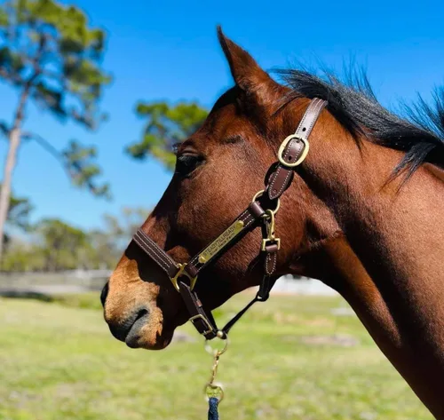 Miniatura 2 de Leaders - Cabestro de cuero para caballos con placa de nombre grabada personalizada para caballo