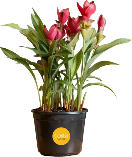 Costa Farms Curcuma, planta viva de jengibre oculto en maceta de plástico, planta de interior con flores al aire libre, perfecta para decoración del
