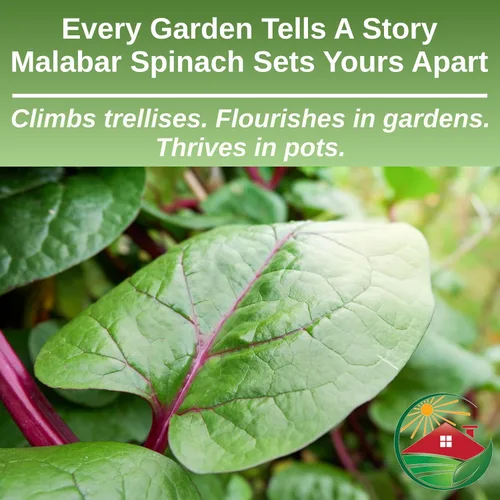 Miniatura 3 de TKE Farms & Gardens - Semillas de espinaca malabar roja para plantar, espinaca trepadora sin OMG, semillas nutritivas de vegetales asiáticos, 30
