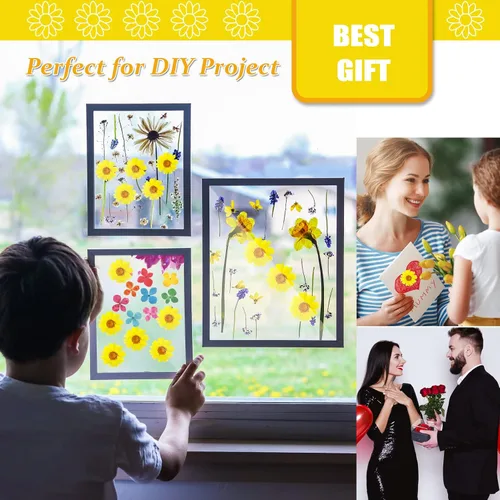 Miniatura 6 de 60 girasoles secos prensados amarillos para adornos de manualidades, flores secas naturales de 1.2 pulgadas, margarita grande para joyería