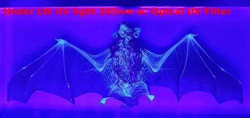 Miniatura 6 de 5.5" Murciélago real con alas abiertas en resina de lucite transparente, especímenes de artesanía, pisapapeles preservado, colección de taxidermia
