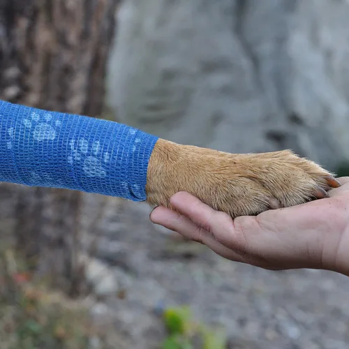 Miniatura 2 de Vendaje cohesivo para mascotas, cinta adhesiva autoadherente, rollos de gasa elástica multifunción, cinta veterinaria de primeros auxilios