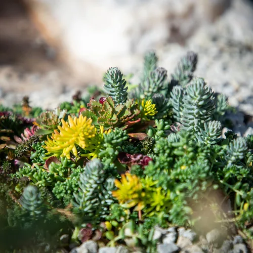 Miniatura 10 de Tapete Sedum de 10 pulgadas x 20 pulgadas, cultivo de piedra resistente no tóxico para paisajismo, suculentas vivas, plantas aptas para mascotas