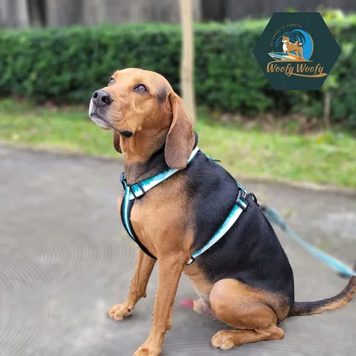 Miniatura 8 de Casual H - Arnés para perro, arnés sin tirones para mascota, con 2 clips para correa, chaleco acolchado suave ajustable para perros pequeños