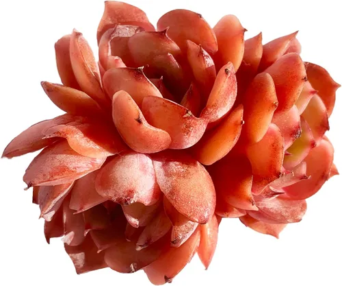 Miniatura 5 de Echeveria Agavoides - Plantas suculentas vivas raras de dragón azul, 1 maceta de cabeza de 2.5 pulgadas, planta viva naranja, excluye maceta