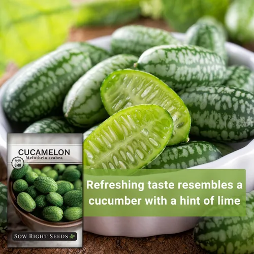 Miniatura 5 de Sow Right Seeds - Semillas de Cucamelon para plantar - Paquete de reliquia sin OMG con instrucciones para plantar un jardín de verduras casero al