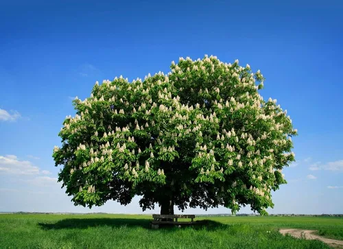 Miniatura 3 de Semillas de Castaño Colosal - Cultivar Castañas Enormes - Castanea sp Colossal (2 Castañas)