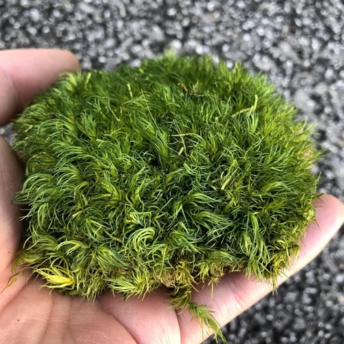 Miniatura 5 de Cojín de Musgo Polar Preservado en Forma de Bollo, Verde Natural Decorativo Real Natural, Kit de Bricolaje para Terrarios, Arte de Jardín