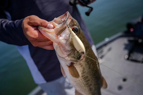 Miniatura 8 de Berkley - Señuelo de pesca Choppo para superficie del agua, de 4.72 in, hélice mejorada para máxima perturbación de la superficie, equipado