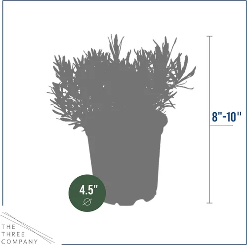 Miniatura 4 de Hierba aromática y comestible viva, lavanda (4 por paquete), potenciador natural del sueño, 6 pulgadas de alto por 4 pulgadas de ancho en 1 pinta