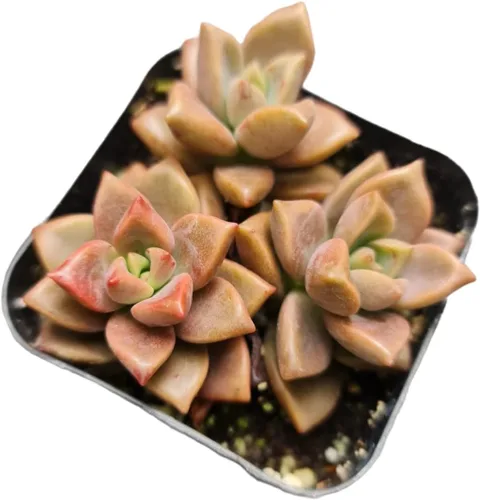 Miniatura 25 de Plantas de cactus suculentas vivas de USKC (maceta de 2 pulgadas) (Adromischus Maculatus)