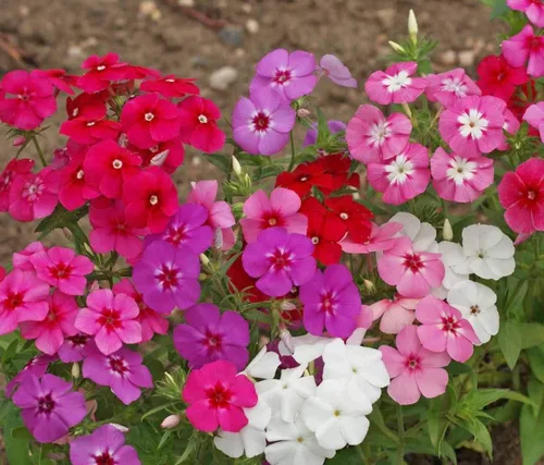 Miniatura 2 de Semillas Phlox Mix - Flores perennes para plantar