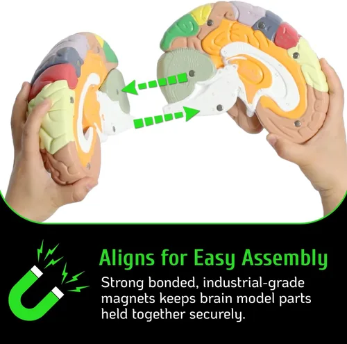 Miniatura 5 de Modelo de cerebro humano con números grabados con láser y etiquetado Incluye soporte de metal resistente, funda de transporte ligera y disecciones