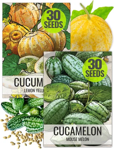 Seed Needs Semillas de cucamelón/semillas de pepino de limón para plantar, sin OMG, herencia y verduras sin tratar, cultiva un huerto al aire libre