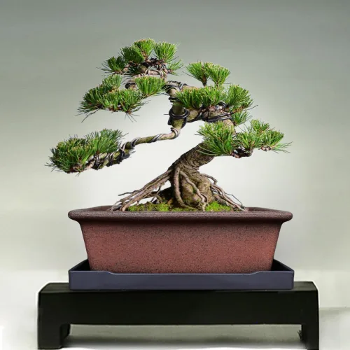 Miniatura 6 de MUZHI Maceta decorativa de cerámica para bonsái de 8.5 pulgadas con bandeja, maceta rectangular transpirable sin esmaltar de arcilla de terracota
