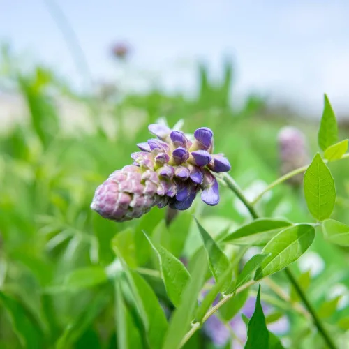 Miniatura 6 de Perfect Plants Enredadera de glicina colgante amatista 1 galón Arbusto vivo para plantación al aire libre Enredaderas de rápido crecimiento